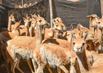 Histórico: imponen la multa más alta por caza furtiva de vicuñas en Jujuy