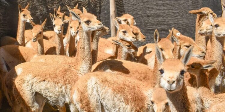 Histórico: imponen la multa más alta por caza furtiva de vicuñas en Jujuy