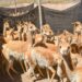 Histórico: imponen la multa más alta por caza furtiva de vicuñas en Jujuy