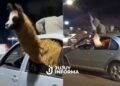 Denunciaron al agente penitenciario que llevó una llama adentro de un auto para festejar el triunfo de Argentina