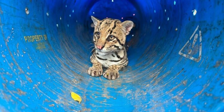 Rescatan un ejemplar de gato onza en Palma Sola y preparan su devolución al hábitat natural
