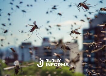 Un brote de una enfermedad transmitida por mosquitos causó dos muertes y concentró el 97% de los casos en el NOA