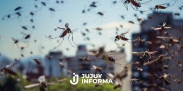 Un brote de una enfermedad transmitida por mosquitos causó dos muertes y concentró el 97% de los casos en el NOA