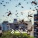Un brote de una enfermedad transmitida por mosquitos causó dos muertes y concentró el 97% de los casos en el NOA