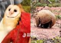 Quirquinchos y lechuzas fueron devueltos a su hábitat natural tras ser rescatados en operativos contra la tenencia ilegal
