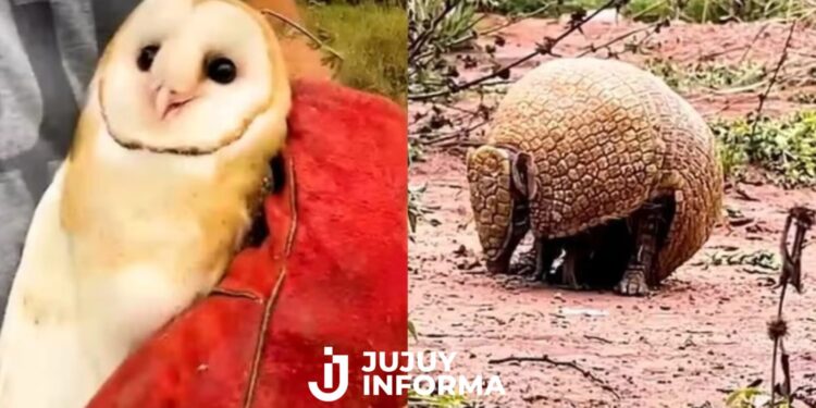 Quirquinchos y lechuzas fueron devueltos a su hábitat natural tras ser rescatados en operativos contra la tenencia ilegal