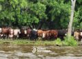 Crecida histórica: el agua avanza y con lanchas y barcazas la misión es salvar a miles de animales