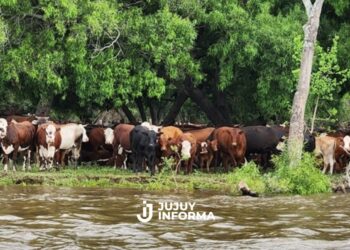 Crecida histórica: el agua avanza y con lanchas y barcazas la misión es salvar a miles de animales