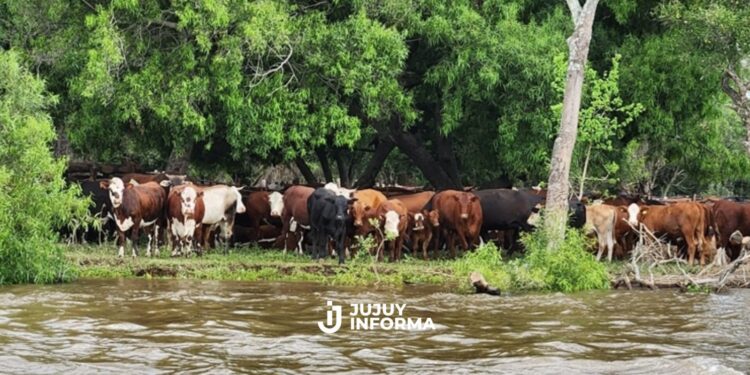 Crecida histórica: el agua avanza y con lanchas y barcazas la misión es salvar a miles de animales