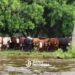 Crecida histórica: el agua avanza y con lanchas y barcazas la misión es salvar a miles de animales