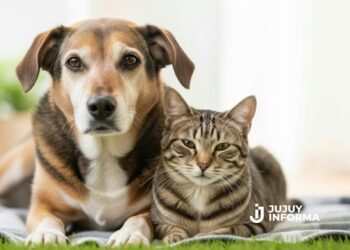 Proyectan un DNI digital para perros y gatos