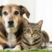 Proyectan un DNI digital para perros y gatos
